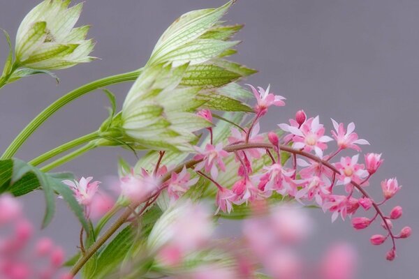 Fleurs roses douces sur une branche