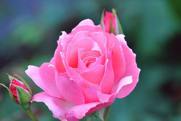 Fiore di rosa bello e delicato