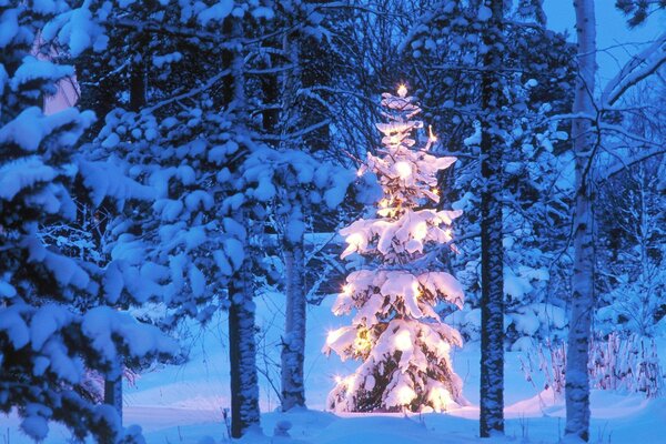 Arbre de Noël enneigé dans les lumières du nouvel an dans la forêt