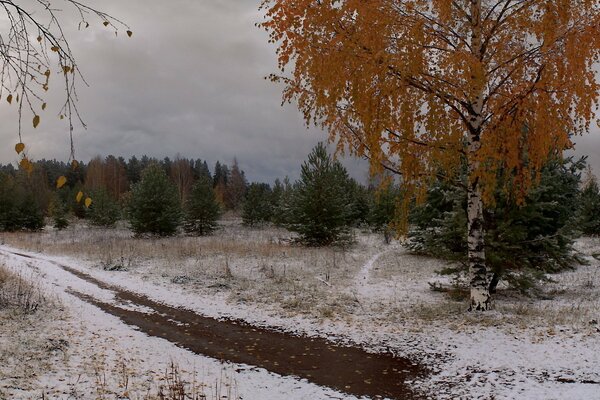 Primera nieve, abedul con hojas amarillas