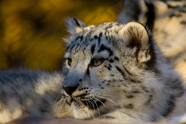 Un pequeño leopardo de nieve melancólico