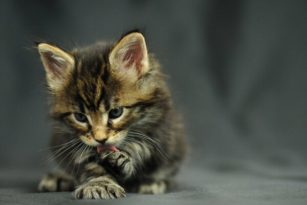 Chaton Maine Coon lèche la patte