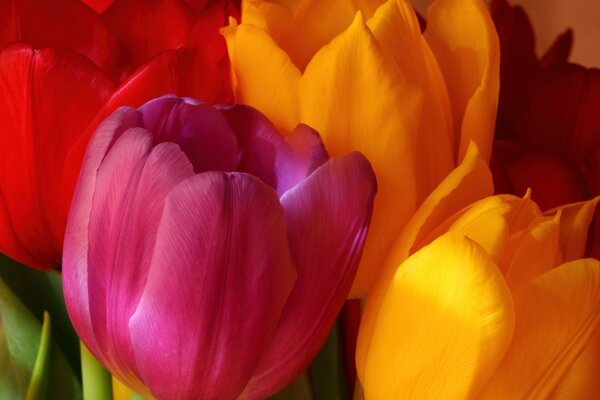 Bright tulips. Pink and yellow buds