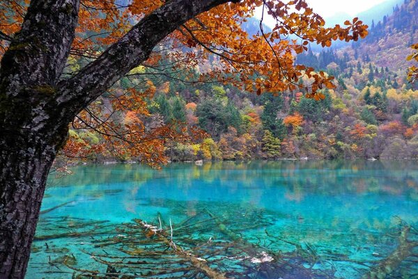 Lac transparent dans la forêt d automne