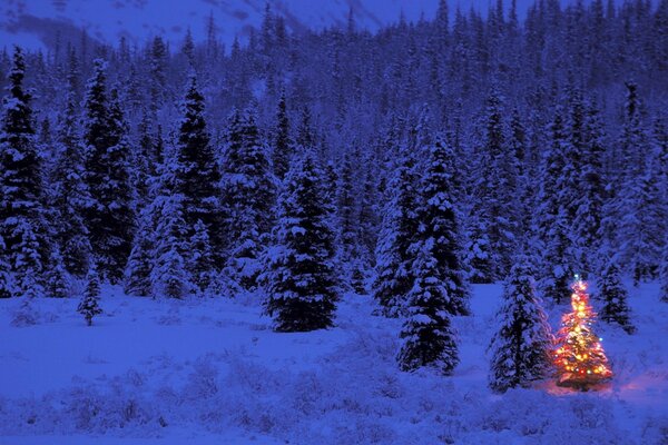 New Year in the forest. Festive Christmas tree