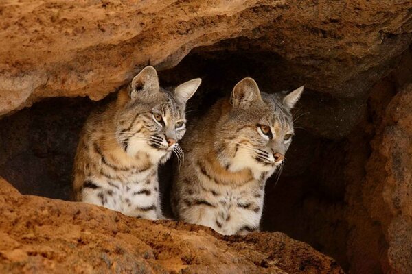 Grandi gatti che vivono nel deserto