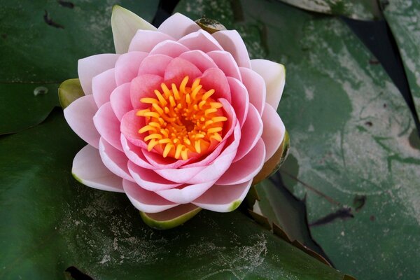 Pink pitcher on the water surface