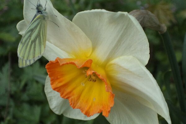 Polilla en el narciso de primavera