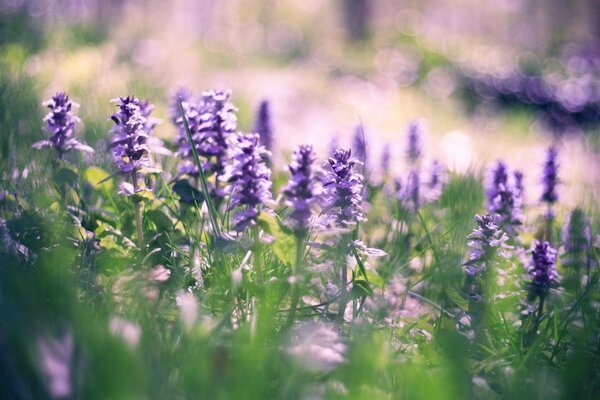 Wildblumen auf einer sonnigen Lichtung