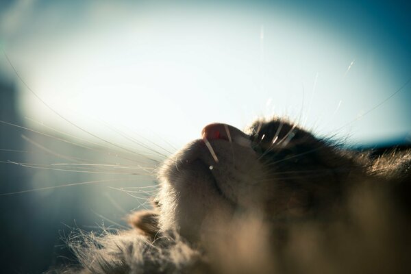 Whiskers of a fluffy cat against the sky