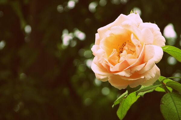 Rose luxuriante avec des feuilles vert vif sur fond sombre