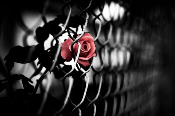 A red rose in a chain-link fence