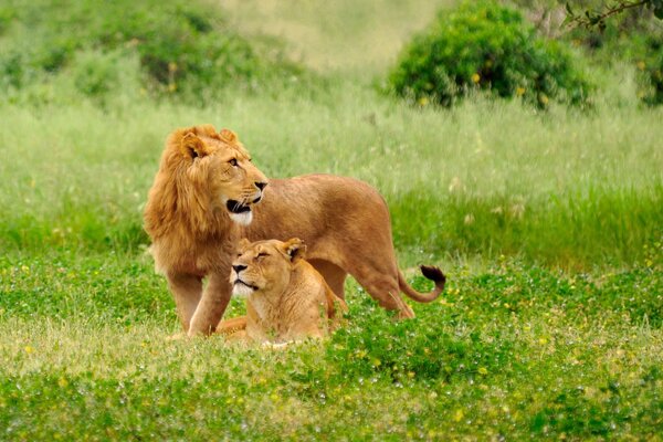 Anmutiges Löwenpaar und Löwin