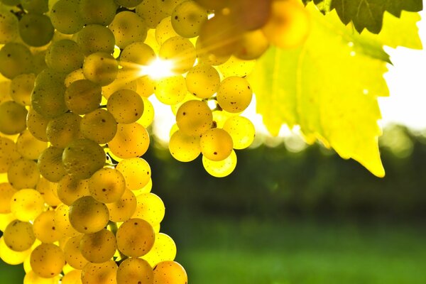 Racimos de uvas en el cálido sol