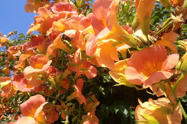 Fiori luminosi su uno sfondo di cielo blu