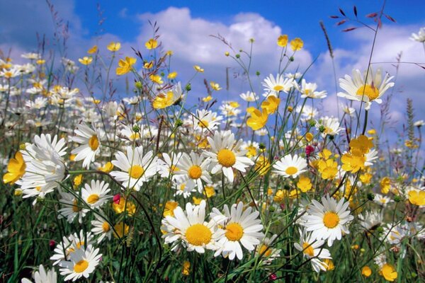 Flores silvestres contra el cielo azul