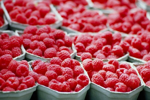 Boîtes de framboises mûres et juteuses