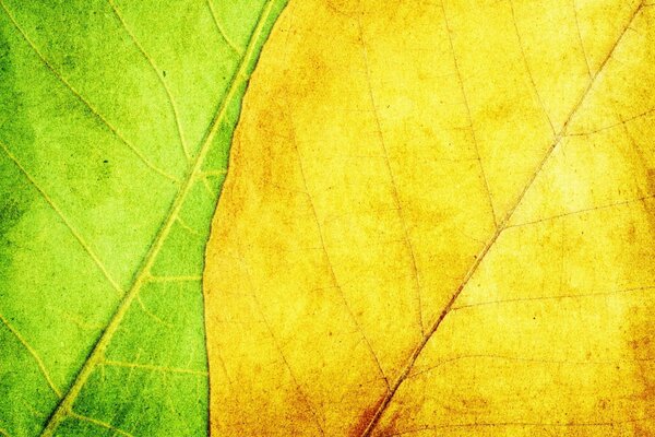 Macro leaves are green and yellow