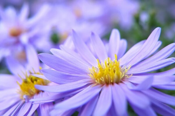 Petals macro yellow lilac