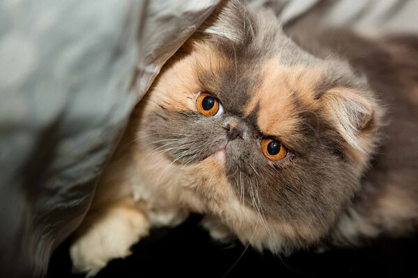 Reinrassige, flauschige Katze mit roten Augen