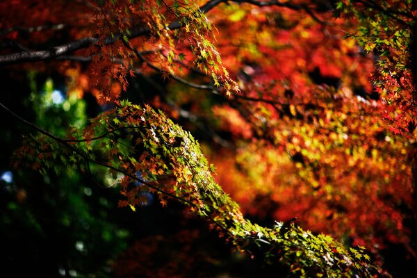 Buntes Herbstblatt auf dem Boden