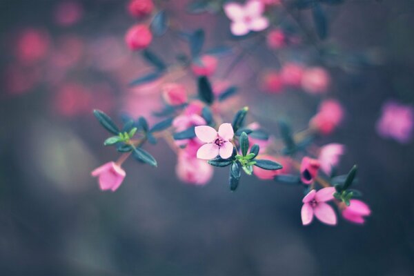 Fiori rosa molto carini