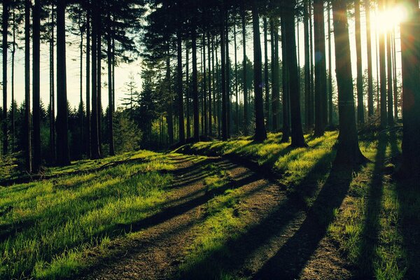 Waldstraße mit geheimnisvollen Sonnenstrahlen