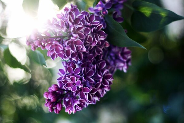 The beauty of lilac in the rays of the sun