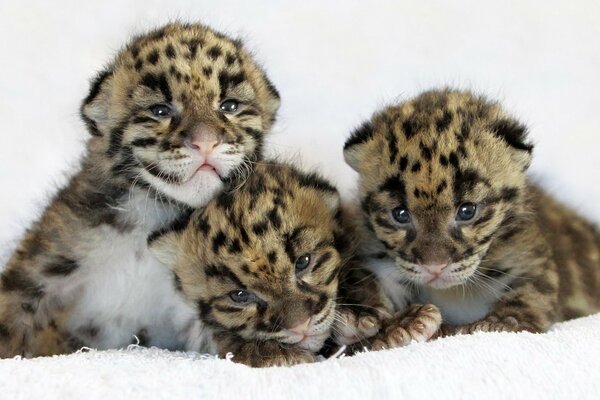 Kleine Leoparden umarmen sich gegenseitig