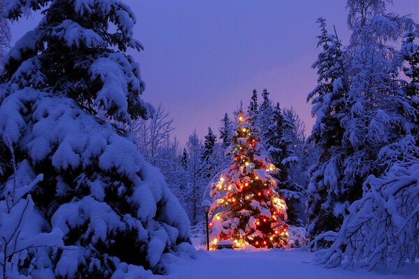 Weihnachtsbaum im Wald. Bunte Lichter