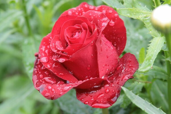 Bellezza naturale della rosa rossa in una goccia di rugiada del mattino