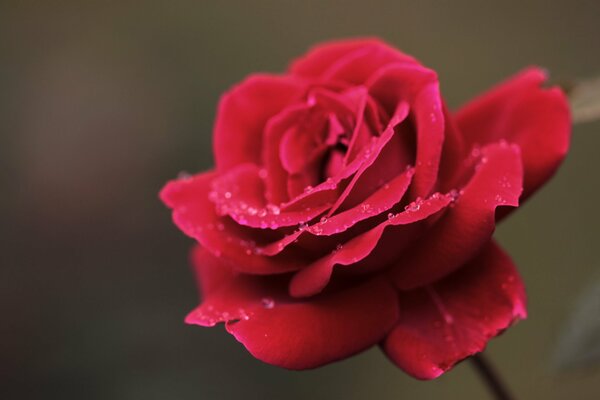 Rosa roja con gotas de rosa en pétalos