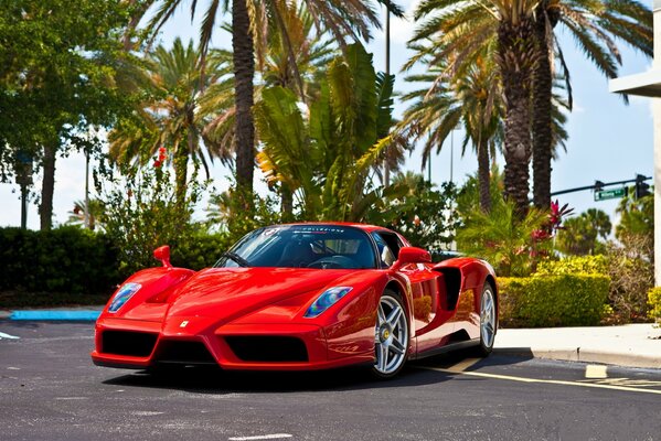 Foto del modello Ferrari Rosso Enzo su uno sfondo di palme