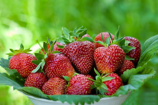 Reife Erdbeeren auf einem Teller auf grünem Hintergrund