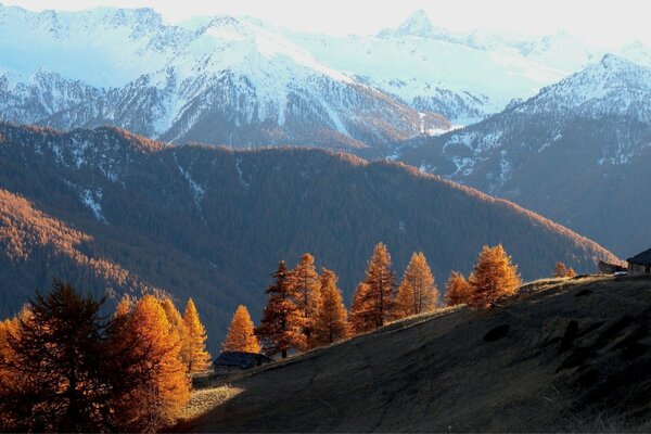 Montañas cubiertas de nieve y bosque de otoño