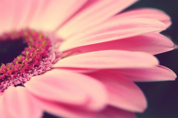 Blütenblätter einer Gerbera-Blume Nahaufnahme