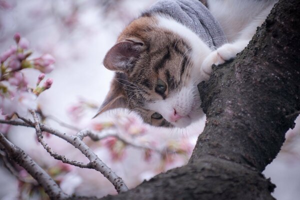 Морда любознательного кота изучающего ветки дерева