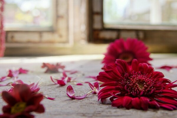 Romantik. sedze aus den roten Blüten der Gerbera