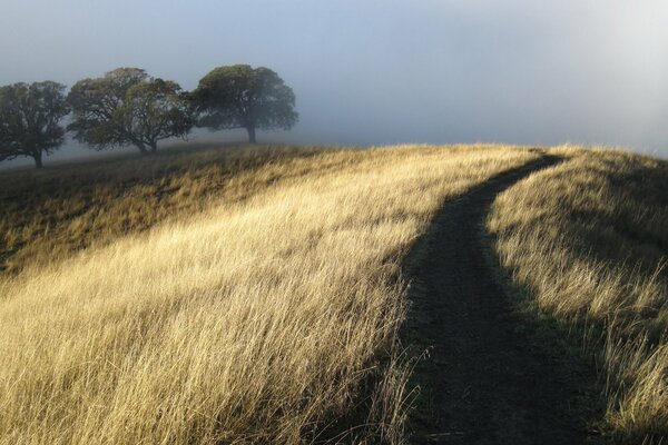 Wanderweg auf einem Hügel durch ein Feld im Nebel