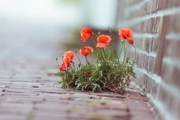 Rote Mohnblumen, die sich durch die Fliesen schlagen