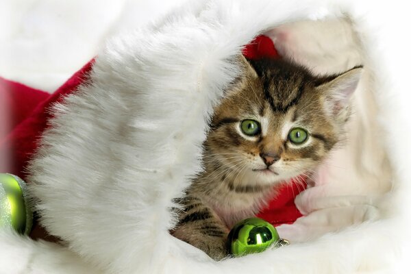 Little Santa Claus. Cute kitten in a red hat