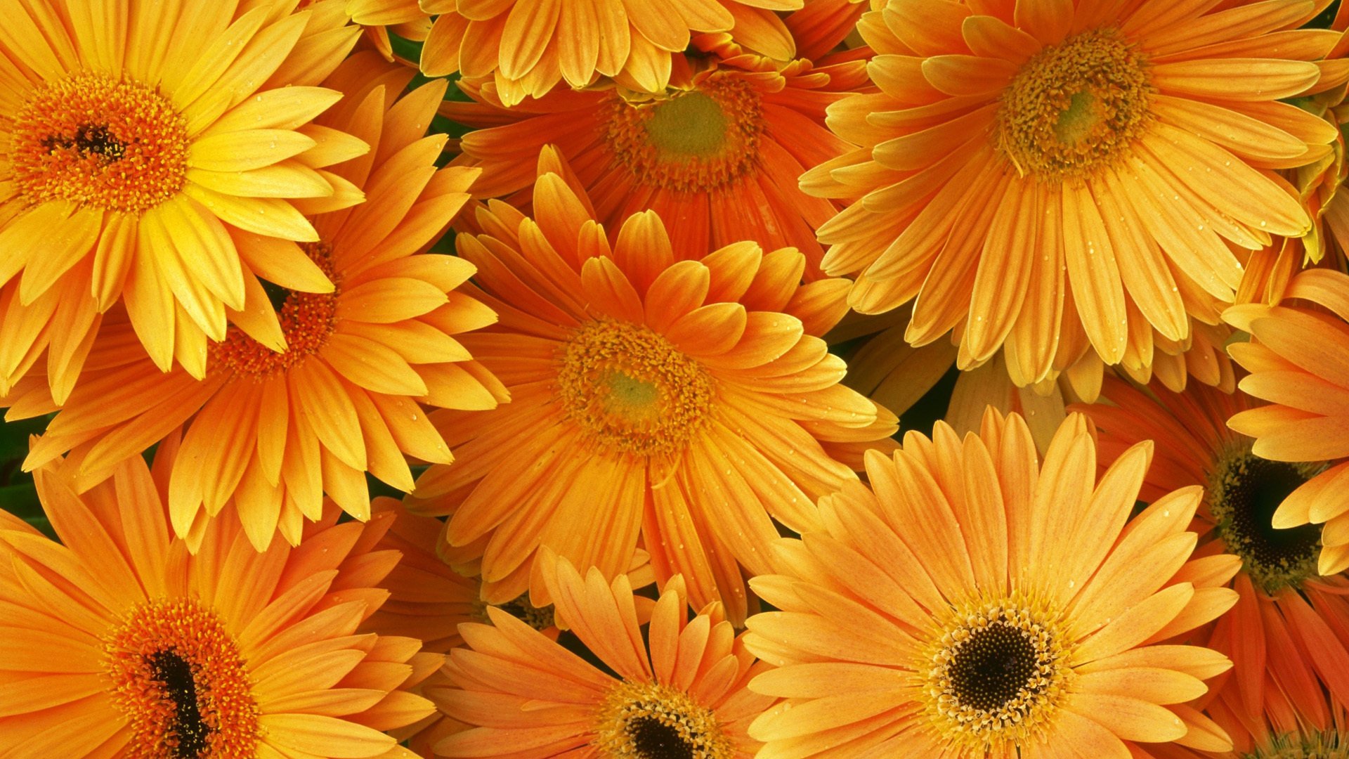 gerbera ramo naranja