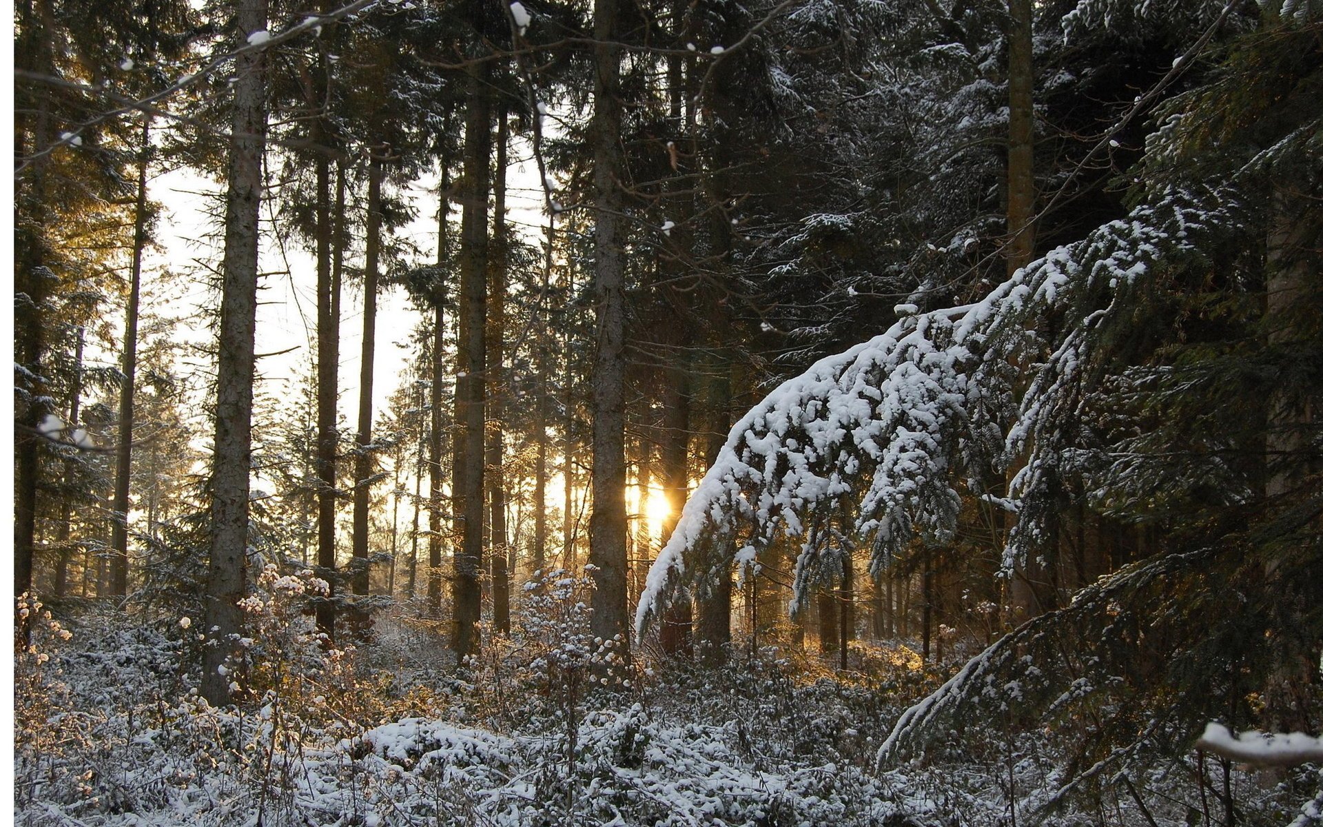 bosque troncos árboles puesta de sol ramas invierno agujas de pino nieve