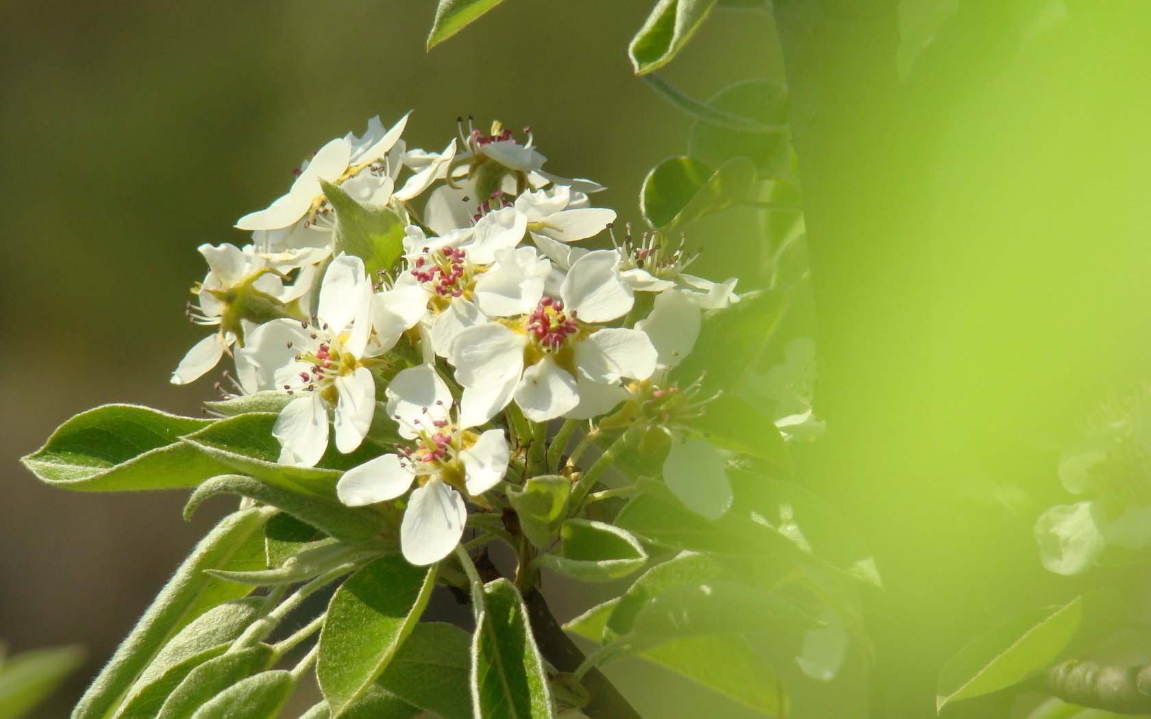 flowers pear flowering spring