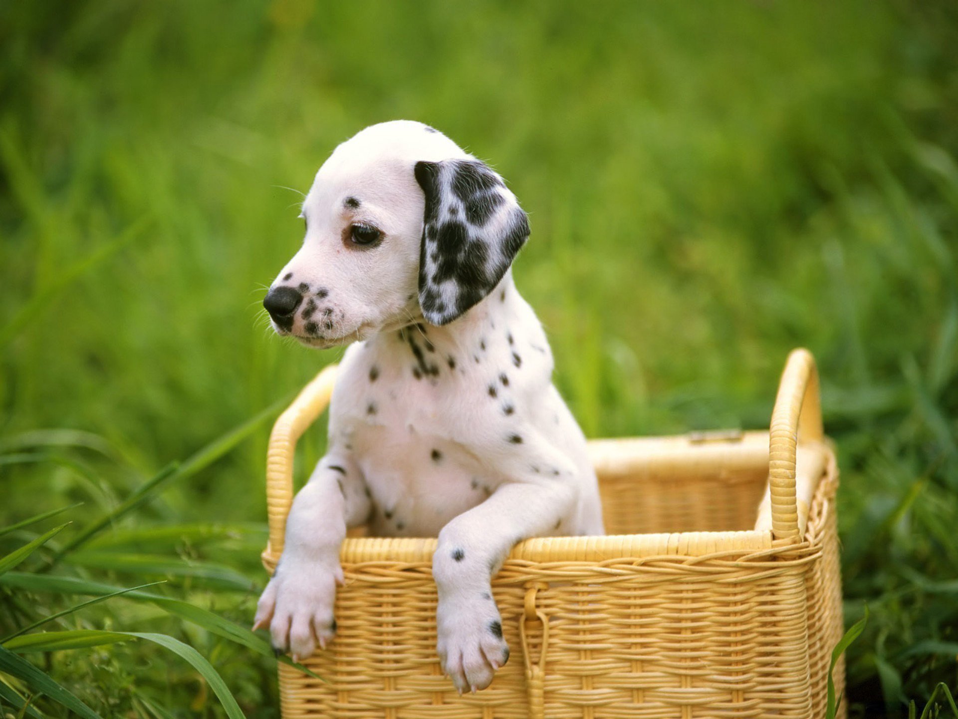 собака dalmatian трава щенок далматинец dog