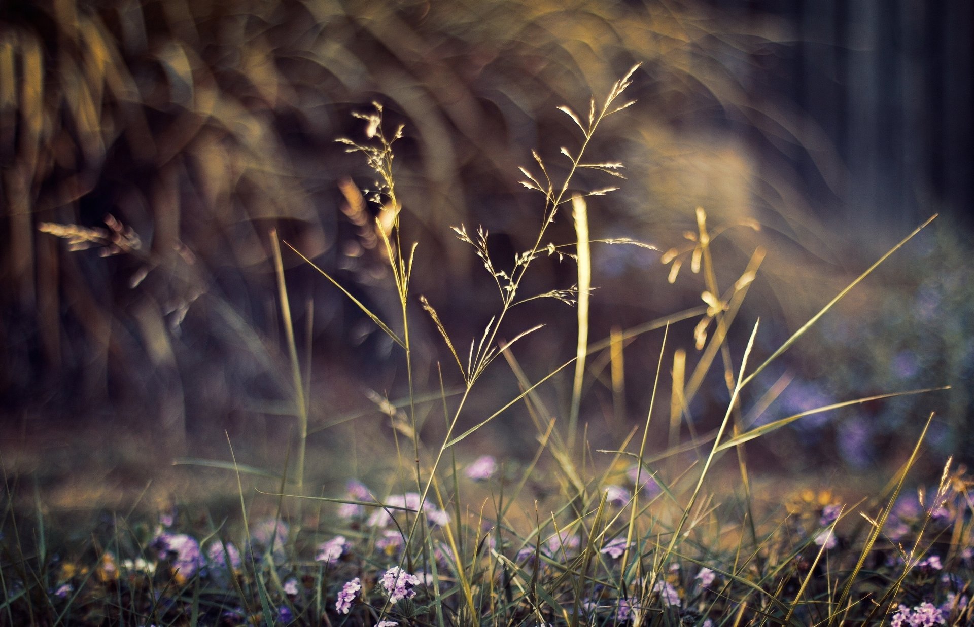 plantes fleurs bokeh nature gros plan