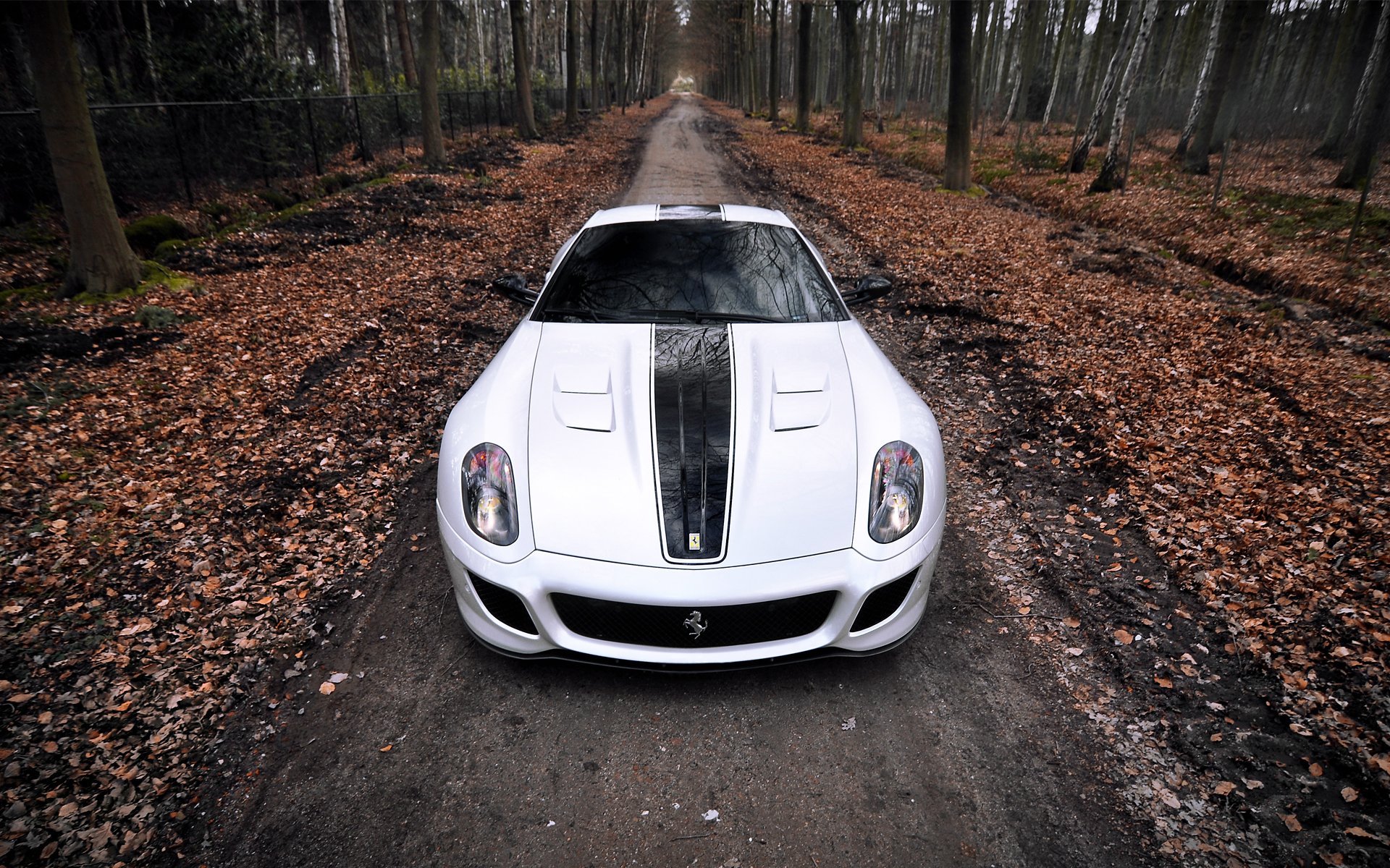 ferrari gto ferrari superdeportivo bosque otoño hojas uno