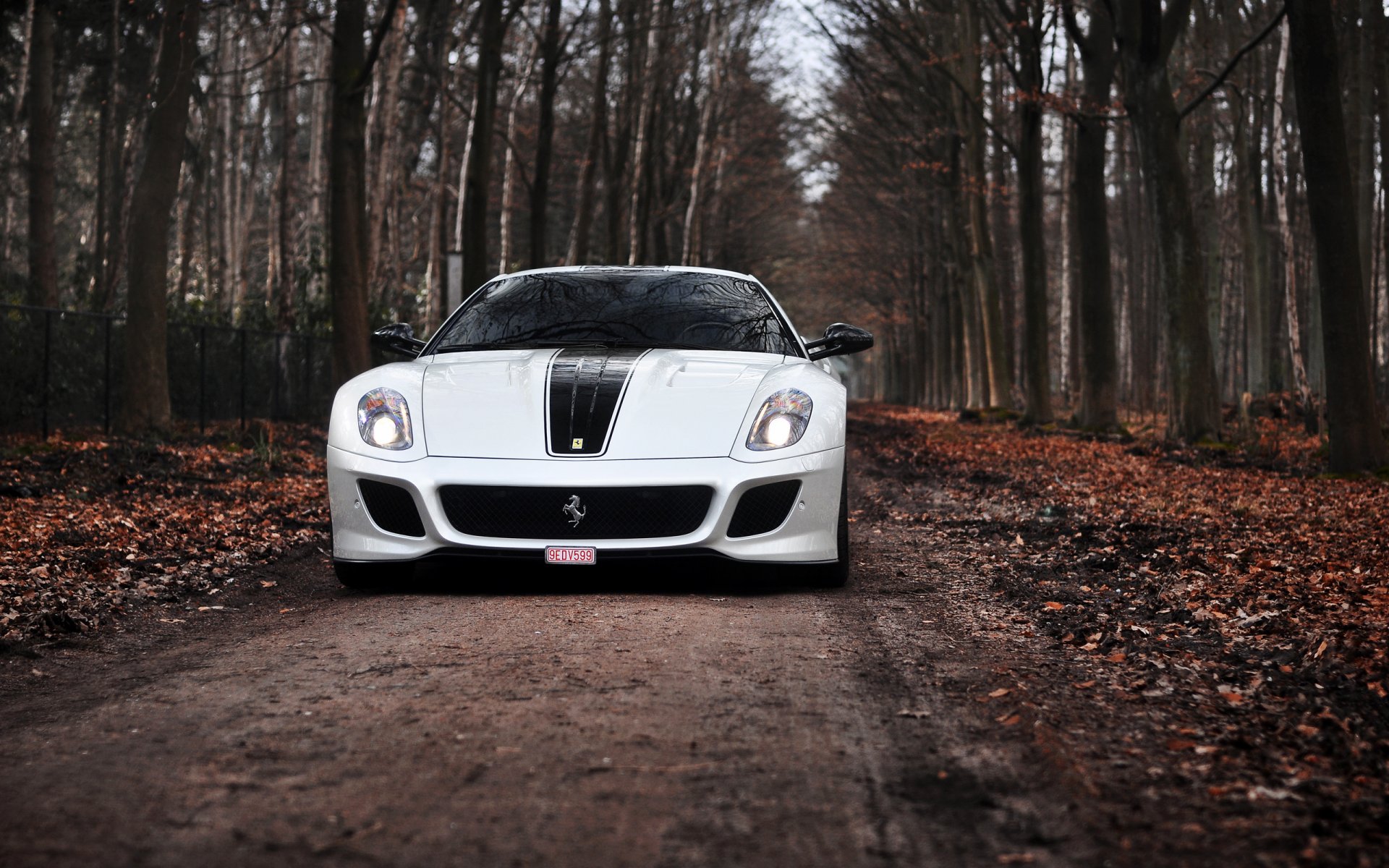 ferrari gto ferrari trp blanc route arbres automne