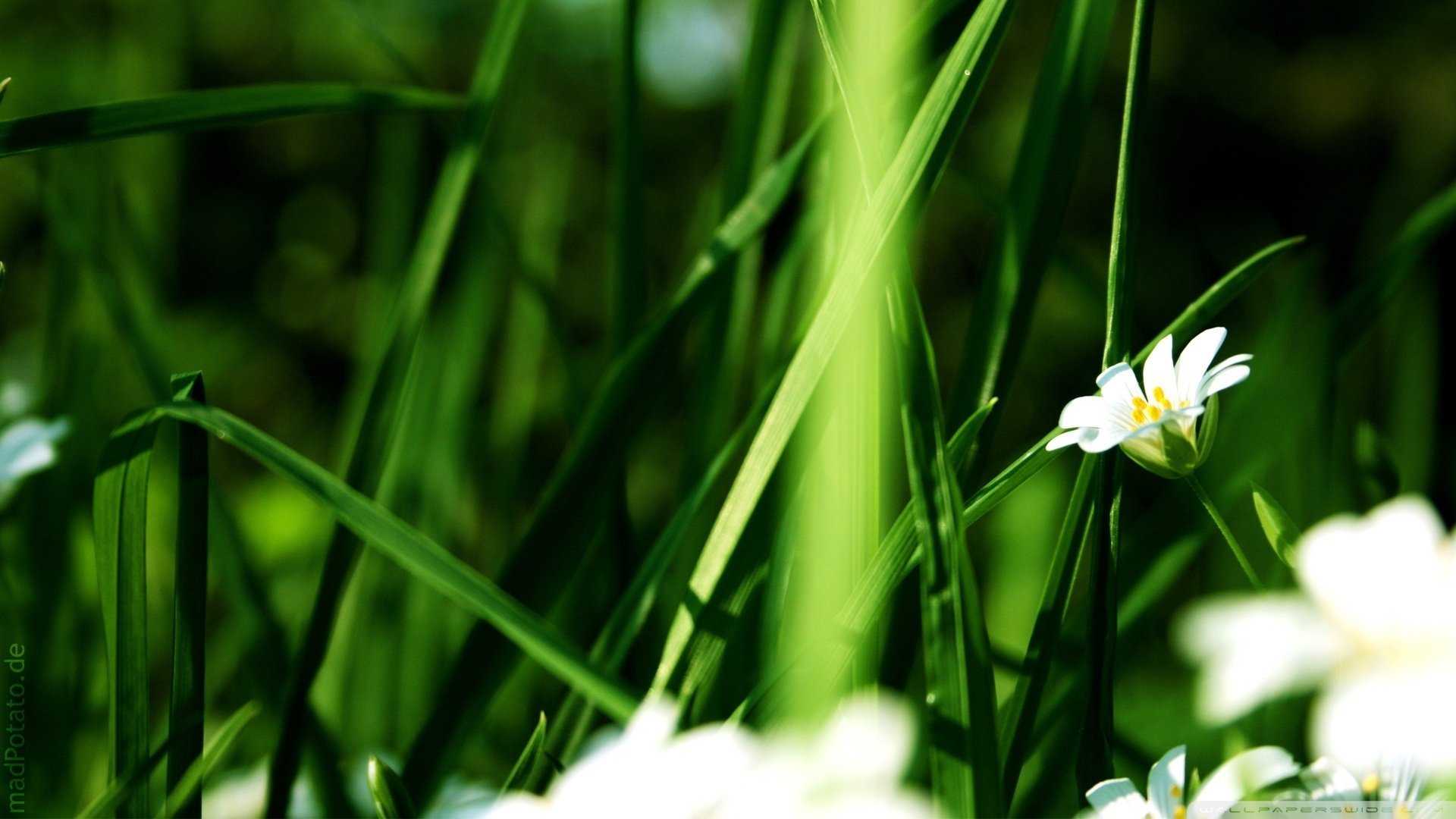 fleurs creating herbe marguerites printemps été verdure creativing