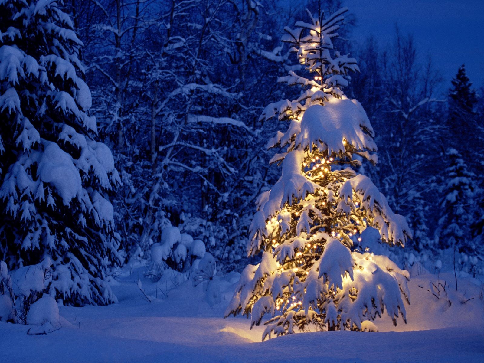 neujahr weihnachtsbaum wald winter schnee